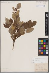 Foto von Salix caprea L.